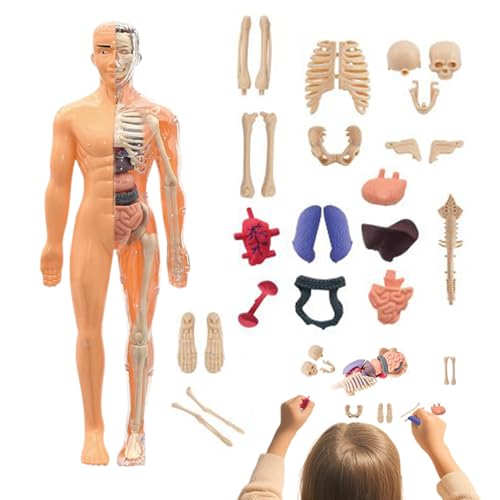 Maquete 3D do corpo humano para crianças, modelo anatómico torso humano | material didático para salas de aula escolares estudantes em casa educadores científicos e professores