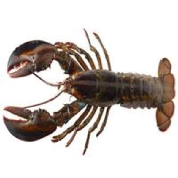 Live Hard Shell Lobster – Sweet, Tender Meat – Perfect for Boiling, Steaming & Grilling , Premium live hard shell with firm texture and rich, sweet flavor , Ideal for boiling, steaming, grilling, or classic lobster recipes [ 48 oz , 3 lb ]