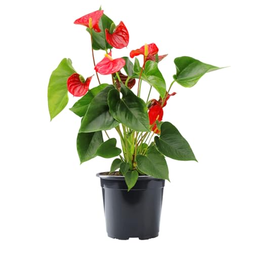 American Plant Exchange Live Red Anthurium – 6-Inch...