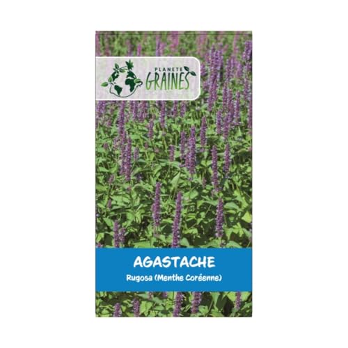 300 graines de Agastache Rugosa - Agastache Menthe - Menthe Coréenne