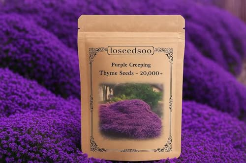 20000+ Creeping Thyme Seeds for Planting -Perennial Ground Cover Plants Flowers Non-GMO Heirloom (Purple)
