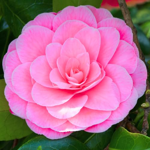 HILROQG Rare Camellia Plant - 1 Gal