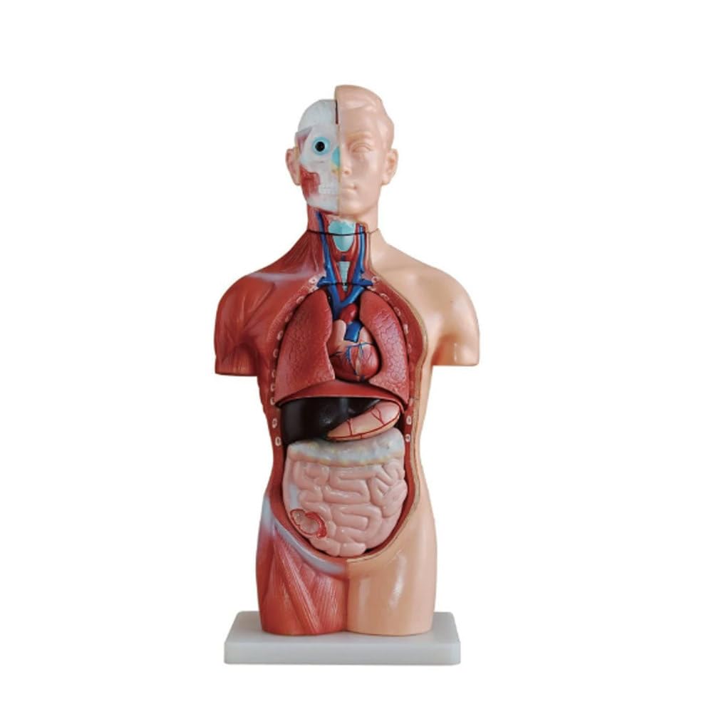 Modelo de anatomía de Torso Humano de 42 cm, Modelo de anatomía Realista de Alta simulación, Material de PVC no tóxico, Reutilizable