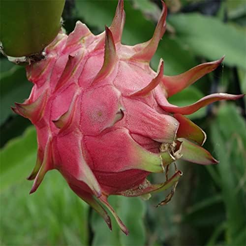 500+ Pitaya Fruit Tree Seeds for Planting
