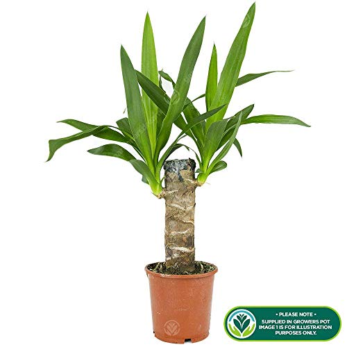 Yucca Elephantipes Plant - Live Premium Evergreen Indoor Houseplant in 12cm Pot - Image 3