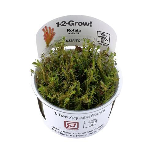 Tropica Rotala Wallichi 1-2-Grow