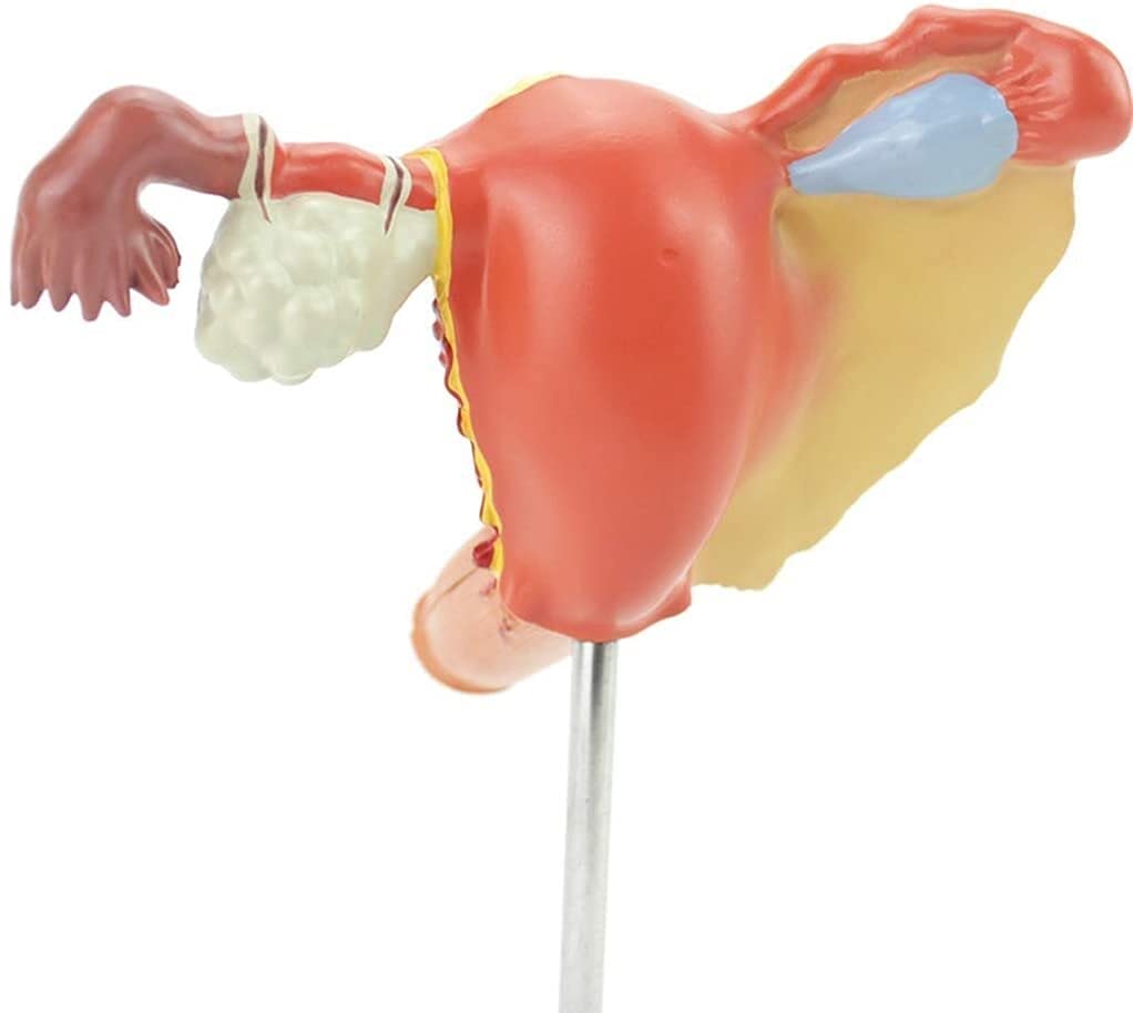 Model Edukacyjny, Anatomiczny Model Macicy Ludzkiej, Medyczny Anatomiczny Ludzki Jajnik Choroba Pochwy Materiał Pvc Model Anatomiczny Pomoce Dydaktyczne