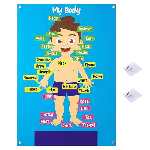 Zunetsutock Historias De Fieltro - De Aprendizaje De Partes del Cuerpo De 30 Piezas, Juego Educativo Interactivo, Divertida Actividad Didáctica con Hablantes | Anatomía para Niñas Niños