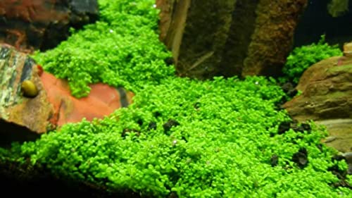 Potted Monte Carlo (Micranthemum) Aquarium Plant