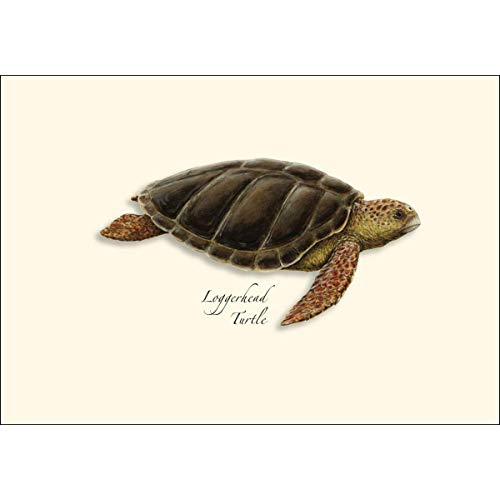 Earth Sky + Water - Sea Turtle Assortment Notecard Set - 8 Blank Cards With Envelopes (2 Each Of 4 Styles) #TOP1