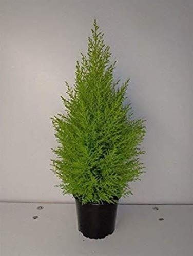 Grun Fresh Christmas Tree/Goldcrest Combo with Pot(Black Color)