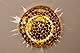 APLIQUE DE PARED LATON KALAHARI 58x9x58 CM