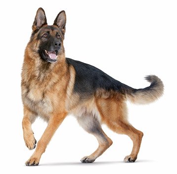 I Love My Pets Llc Urinary Tract Health Dogs - Dog Urinary Tract Support - Uti Relief Complex - Quality - Dog Bladder Pills - 270 Treats (3 Bottles) #TOP4