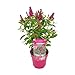 Bloomique - Buddleja Butterfly Little Ruby - Schmetterlingsflieder - Gartenpflanzen - Winterhart - 30-40 cm Hoch - Topf 19 cm