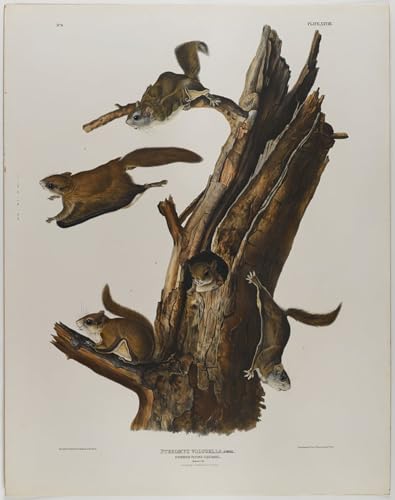 Lienzo de ardilla voladora Audubon para decorar un despacho elegante
