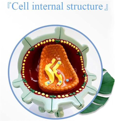 Modèle de virus humain avec démonstration d'amplification cellulaire