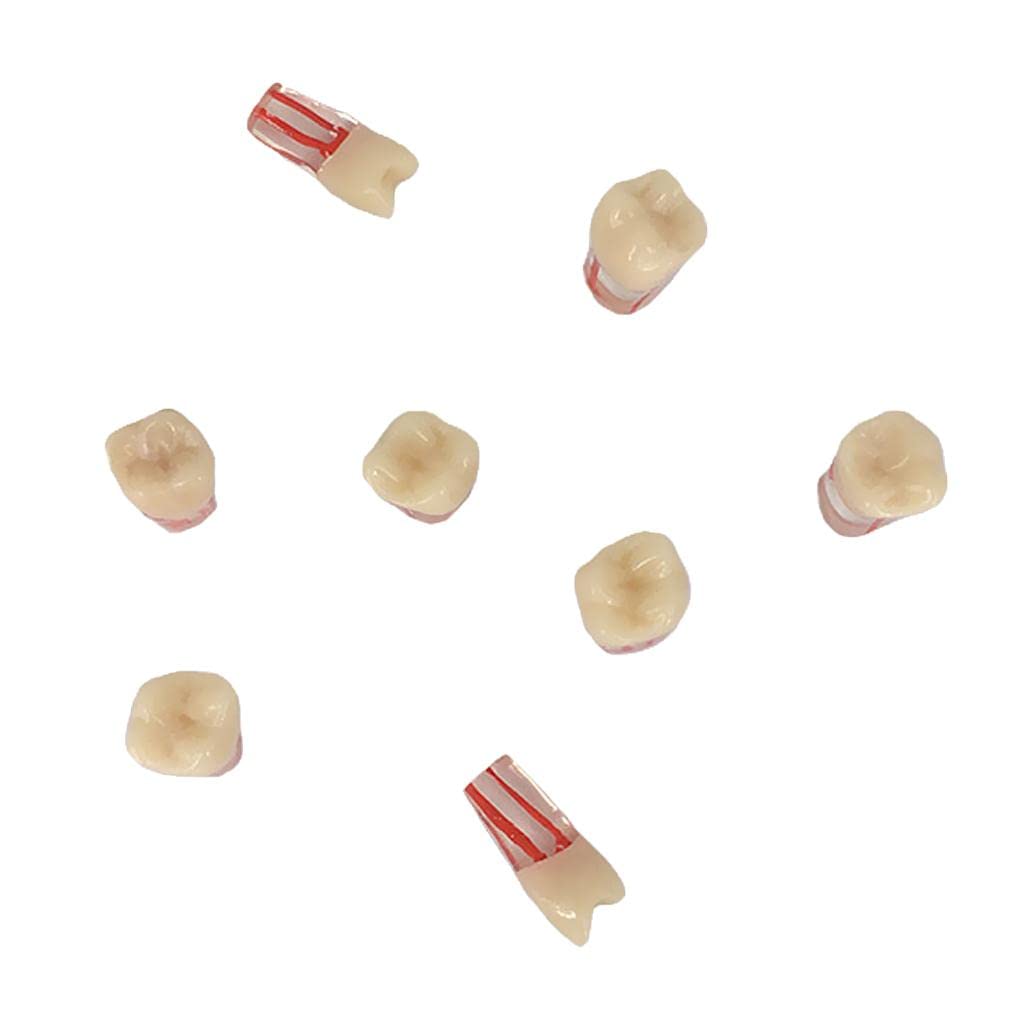 MYADDICTION Dentistry Exam Open Pulp Root Canal Model in Vitro Dental Pulp Cavity 0.4Ã—0.4Ã—1.6 inches Collectibles-image-3