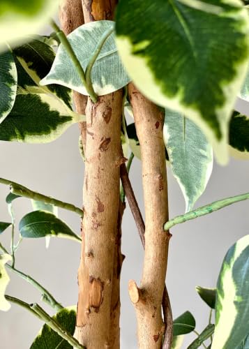 Image of MASON HOME Artificial Variegated Dried Ficus Plant Without Pot - 6.5 Feet | Realistic - Trees - Flowers | Indoor Tropical | Home - Shop - Office | Gifting - Decor - Ambience - Durable | No Maintenance