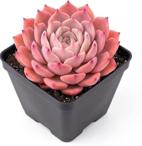 Image of Live Laxmi Kamal Succulent Plant with Pot | Original Lakshmi Kamal Good Luck Vastu Plant | Indoor Outdoor Decorative Succulent for Home Office Living Room Desk Balcony Decor | Pack of 1
