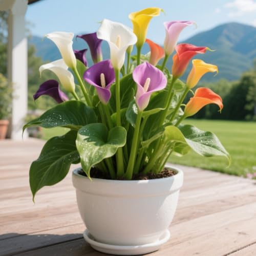 Calla Lily Bulbs. Perfect The Four Seasons Bulbs for Shaded Corners and Garden Beds,Hardy Perennial, Excellent Display-2 Bulbs-A