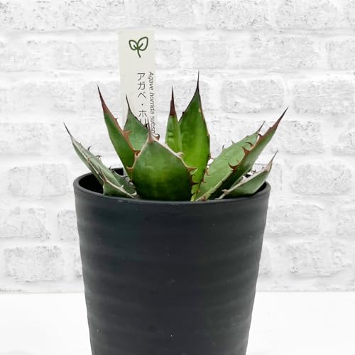観葉植物 アガベ 3品種の中から選べます チタノタ ブルー/オテロイ/ホリダ 3.5号サイズ 多肉植物 ワイルド 鋭いトゲ おしゃれ インテリア 珍しい アガペ 本物【hananico】 (アガベ・ホリタ)