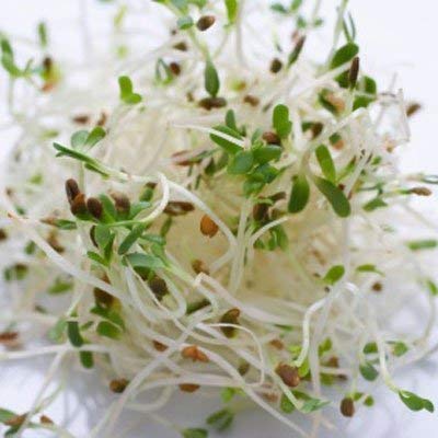 The SPROUTMAN Organic Alfalfa Sprouts, 4 OZ