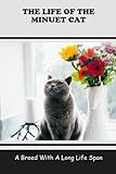 The Life Of The Minuet Cat: A Breed With A Long Life Span