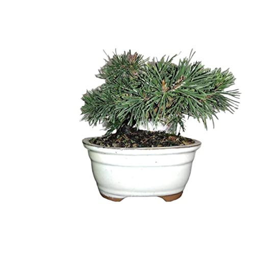 Dwarf Mugo Pine Bonsai Tree