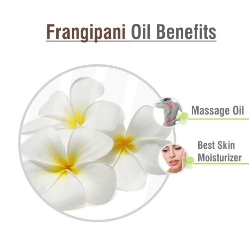 Crysalis Frangipani Oil (Plumeria) Oil |100% Pure & Natural Undiluted Essential Oil Organic Standard| Perfect for Massage Oil, |Aromatherapy Oil| 15ml with Dropper