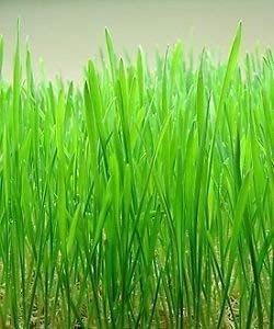 Creative Farmer Cat Grass Wheat Grass Triticum Aestivum Seed 50 Seeds (B07N59SRQY) Amazon Price History, Amazon Price Tracker