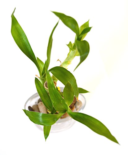9Greenbox B002F8XGJW Lucky Bamboo - Glass Vase And Pebbles thumb #2