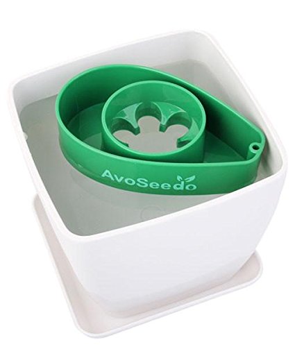 AvoSeedo Bowl Set Grow Your Own Avocado Tree, Evergreen, Perfect Avocado Tree Growing Kit for Every Avocado Lover with Plan Pot – Green & White