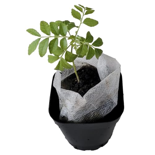 Curry Leaf Plant. Live Plant. Fragrant Beautiful Edible. Easy Grow. Indian Cooking Must Have. Murraya Koenigii. (1 Cup)