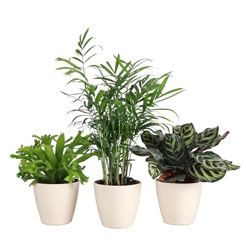 Thorsen's Greenhouse Pet Safe 3-Pack