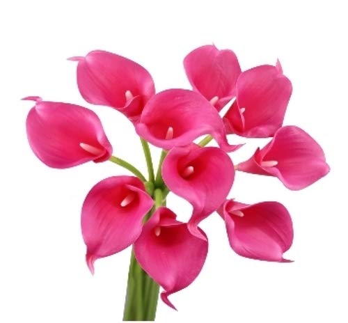 Angel Isabella Real Touch Calla Lily Artificial Flowers — Perfect for a Wedding, Prom, Christmas or Home Decor — Great as a Boutonniere, Corsage or Centerpiece - 10 Stems, Begonia Pink