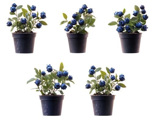 5 Blueberry Live Plant Seedlings for Growing (High Bush Blueberry)