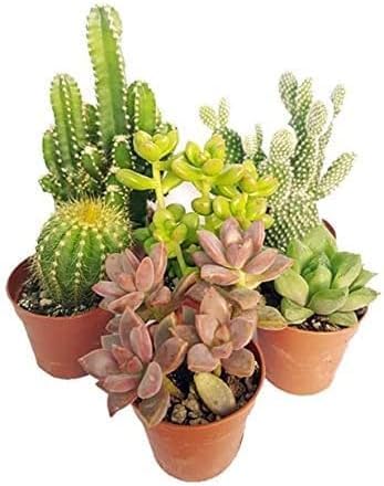 Italy Green Life - Mix di 3 Piantine Grasse Vere Mini Cactus e Succulenti, Vaso Ø 5.5cm. Piante Vere da Interno, Piante Vere da Appartamento, Piante Grasse Vere da Esterno Regali Ecosostenibili