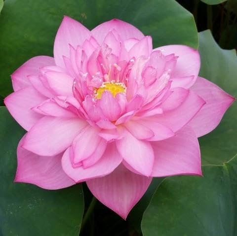 Image of Very Beautiful Rear All Season Pink Cloud Water Lotus(Pack Of-2) /Water Kamal /Water Lily Plant (TUBER) Original Hybrid Veriety Blloming With In 30 Days For Live Plant.