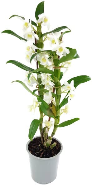 Orquídea Dendrobium Nobile Natural Planta de Interior de Flores Blancas y Llamativas