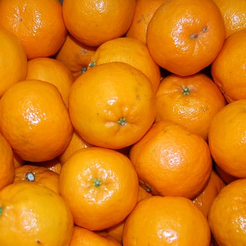 訳あり ポンカン (サイズ混合) 果物 フルーツ 柑橘 家庭用 丸二青果 愛媛県 西予市 (約5kg (サイズ混合))