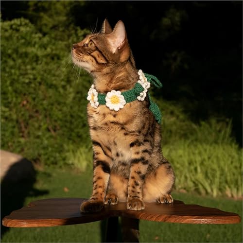 Collares para mascotas tejidos a mano con margaritas para fotos de gatos 4