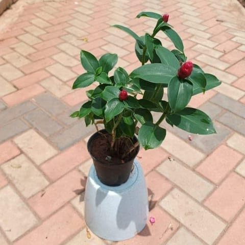 - Friendship Day Plants Indian Head Ginger (any colour) in 6 Inch Nursery Pot