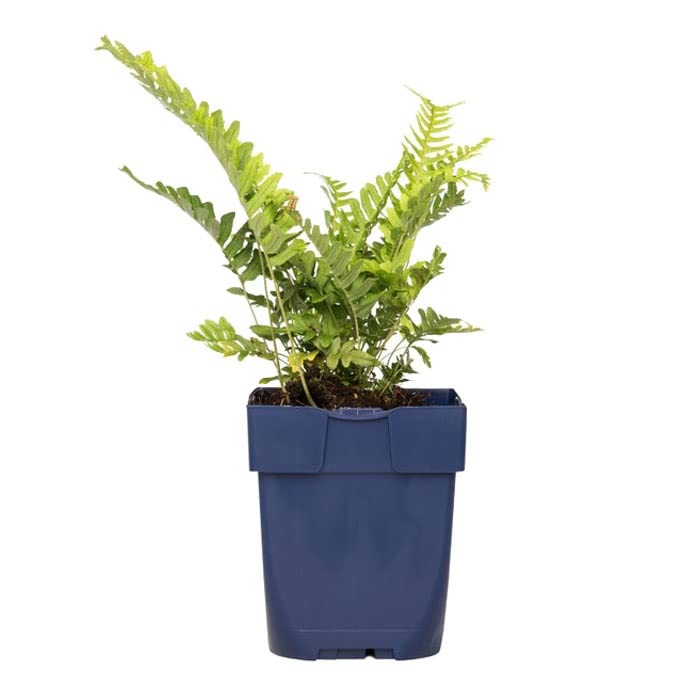 6x Tüpfelfarn - Polypodium vulgare - Topf 9x9cm - Wintergrüner Farn für Garten