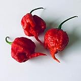 Samenchilishop (Immer nur einmal Versand)