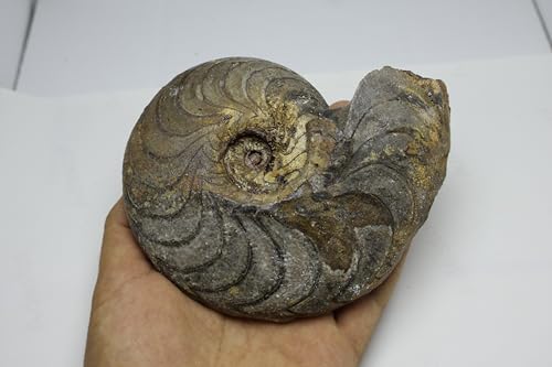 Image of Ammonite Fossil Cretaceous Fossils Fossils from Morocco Fossil Rock Ammonites Fossil A298