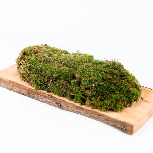 Ecodecs - Musgo Natural Vivo para Terrario plantas ecosistema, Bonsais naturales interior, Terrario reptiles, Terrario tortugas de tierra, Musgo bola - CAJA MUSGO BOLA (1/2 box (30x20cm)