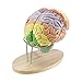 HUIGE Brain Anatomisches Modell, 2X Lebensgrößeres Gehirnanatomie-Modell Mit Farbkodierten, Zerebralen Cortex-Nerven 4 Teile Für Wissenschaft Klassenzimmer Studienanzeige Lehre