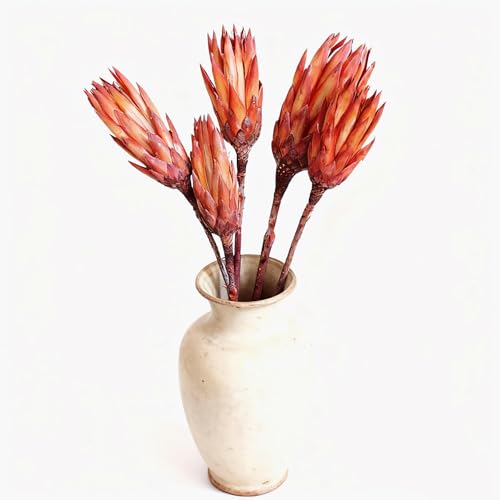 4 tallos de Protea Repens seca natural para decoración miniatura 1