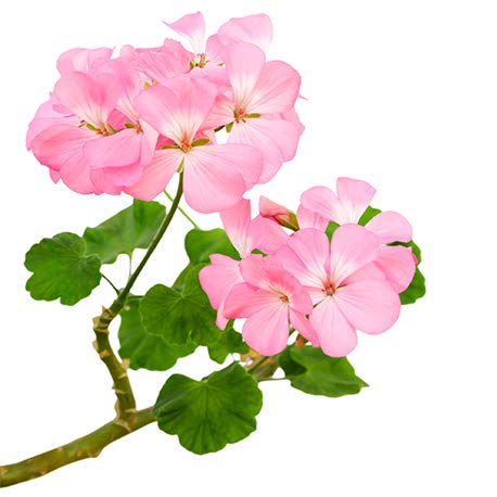 BIO - Aceite Esencial GERANIO ROSA - 10mL - 100% Puro, Natural, Quimiotipado y Certificado AB - AROMA LABS (Marca… - Imagen 3
