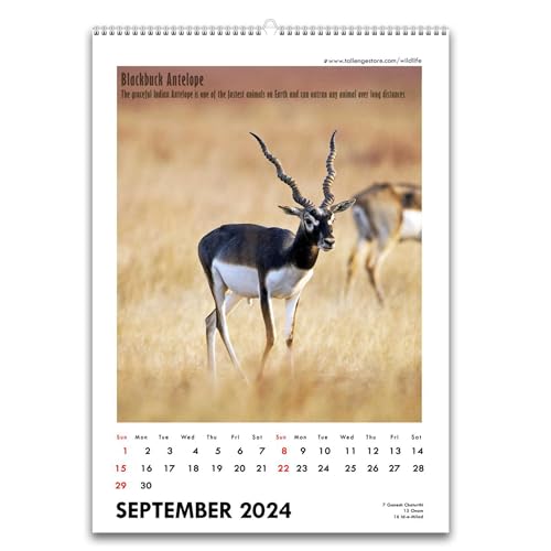 Image of Tallenge - Wild - 2025Wall Calendar - 12 x 17 Inches for Home & Office (Paper, Wall Calendar)